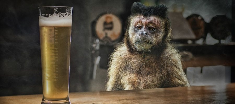 La Caza de Monos con cerveza